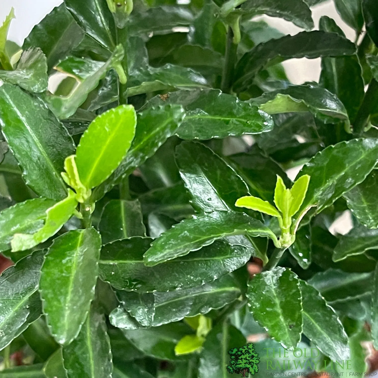 Euonymus japonicus 'Green Spire' 13cm Pot